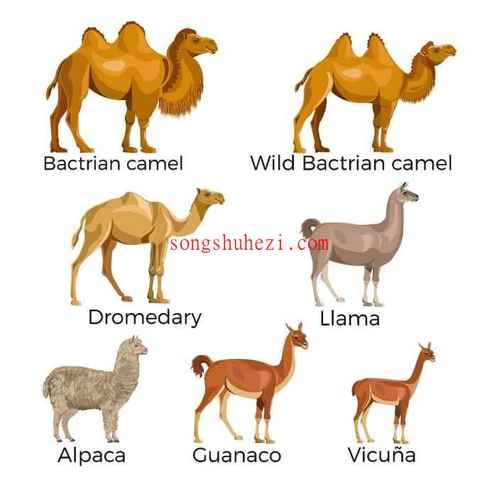 home_open_CN_Vicuna_1