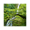 Forest Waterfall:Ruben Holthuijsen的森林瀑布主题