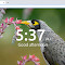 Home page by Scott:每天一张新照片的主页插件